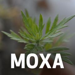 Moxa