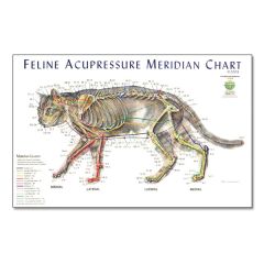 Feline Meridian Chart