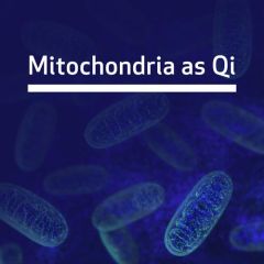 Mitochondria