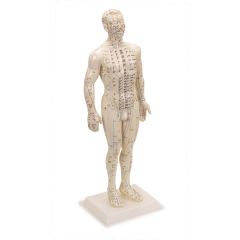 Human Male Acupuncture Model 20”