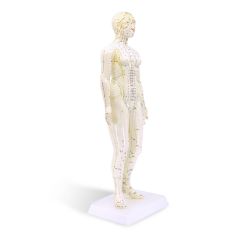 Human Female Acupuncture Model 19&rdquo;