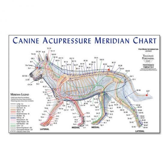 Free Reflexology For Dogs Chart