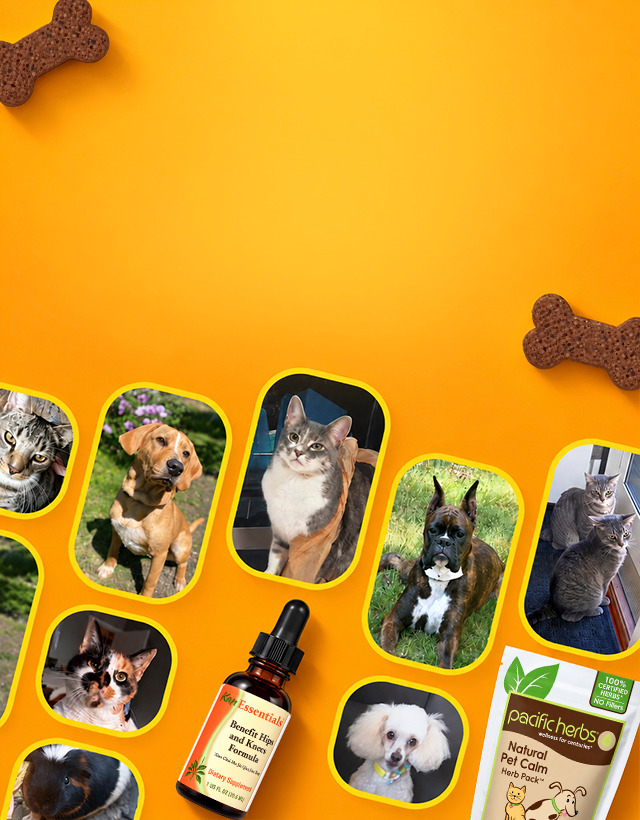 Pet Wellness